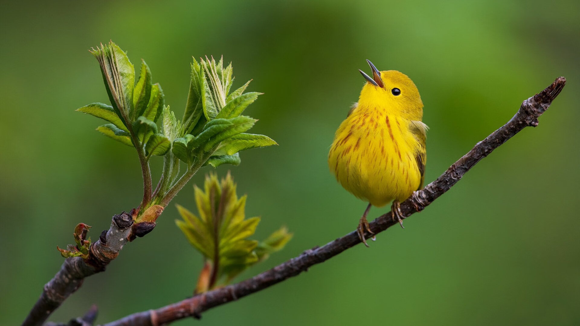 fb体育官网入口-弗拉门戈比赛节奏掌控出色，弗拉门戈教学视频