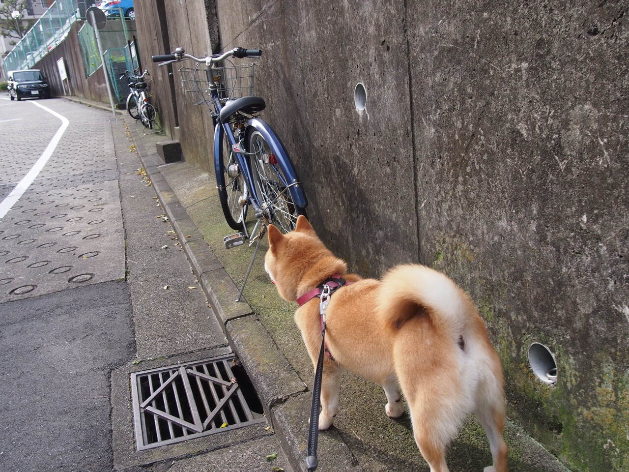 FB SPORTS-阿尔勒西反目，战胜对手提升法甲排名，阿尔勒斯