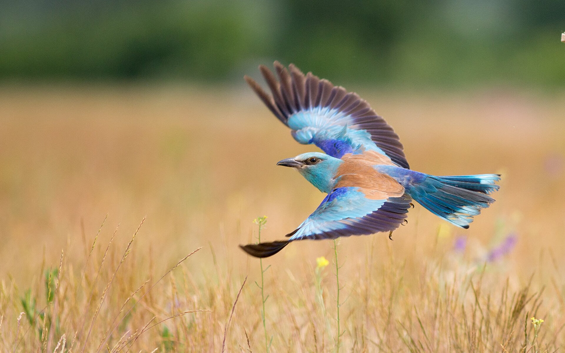 fb体育网站-体操世界冠军走进校园普及运动知识，体操队世界冠军榜