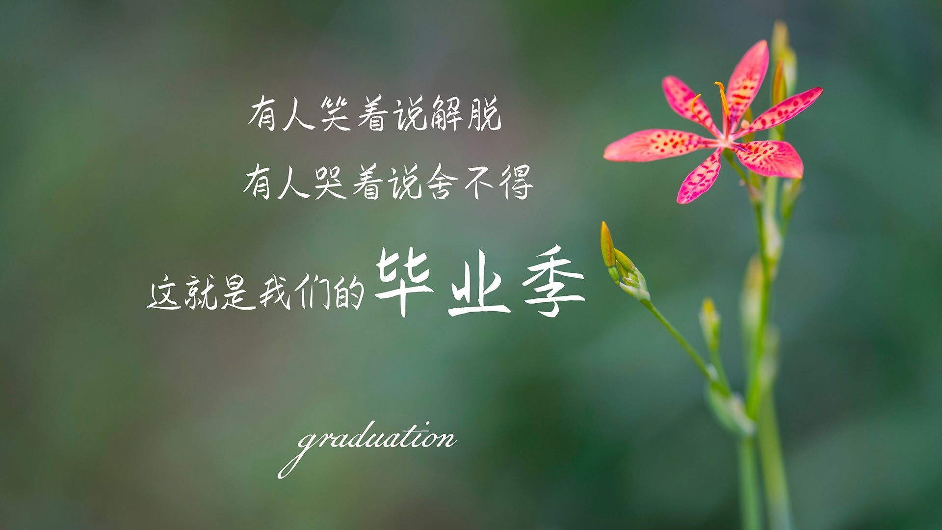 波兰队赛制解析：团体赛制中的阵容选择与战术执行，波兰队分析