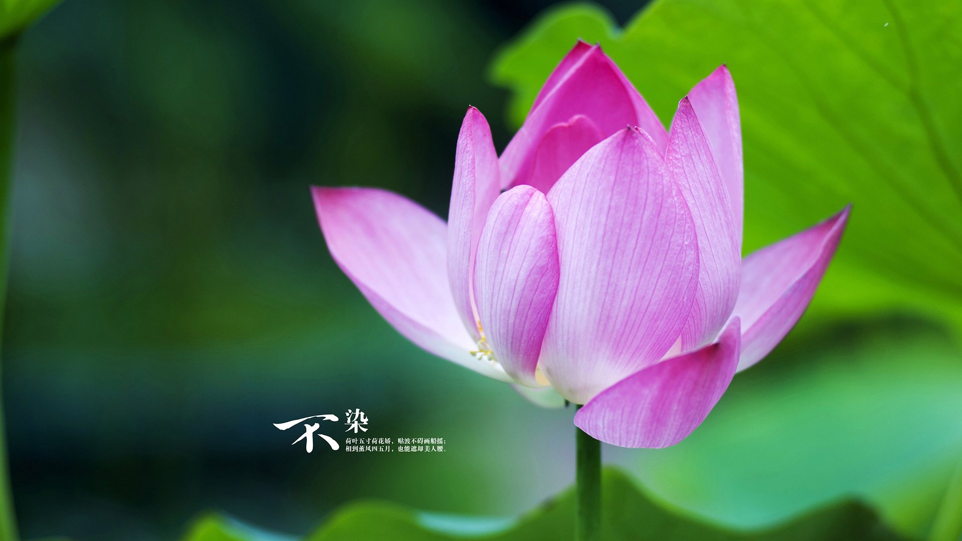 fb体育官网入口-“亚戈·卡尔曼的全面球技，让阿根廷美洲狮队站上全球橄榄球的新舞台”