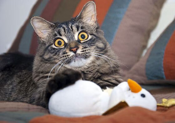 fb体育赛事平台-乔·波尔曼在比赛中的冷静决策，助袋鼠队锁定胜利，乔治波尔蒂