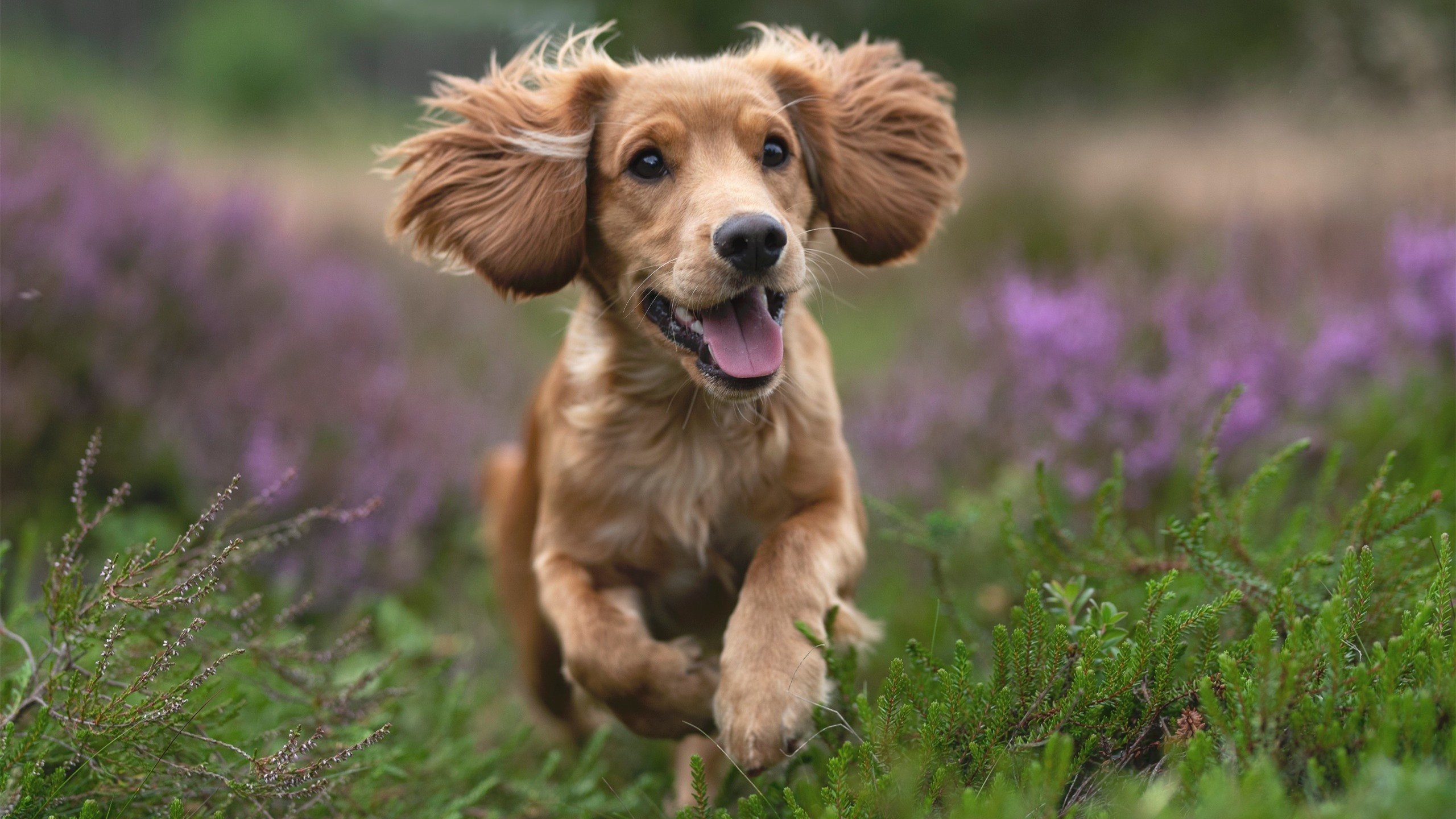 FB SPORTS-罗纳尔多梅开二度帮助曼联逆转胜利