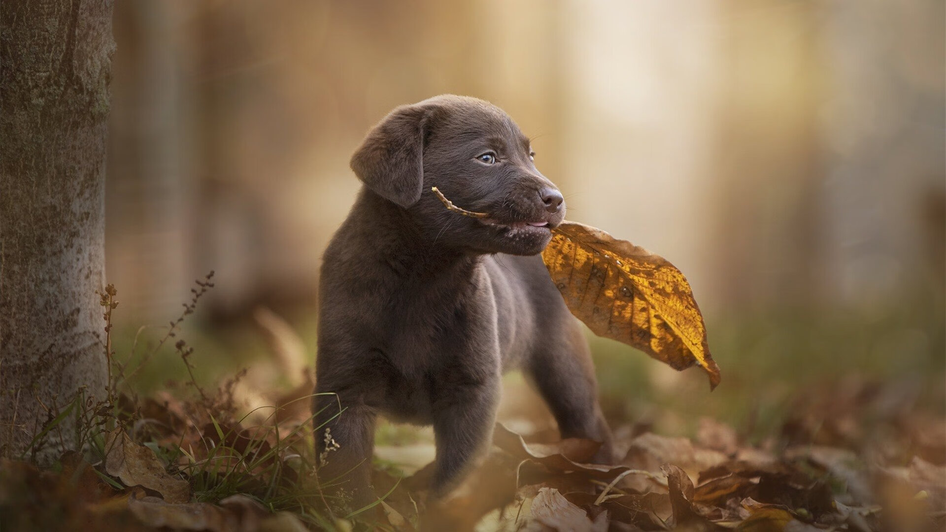 fb体育官网-英超争冠大战：场场激烈，高潮不断，英超竞争激烈