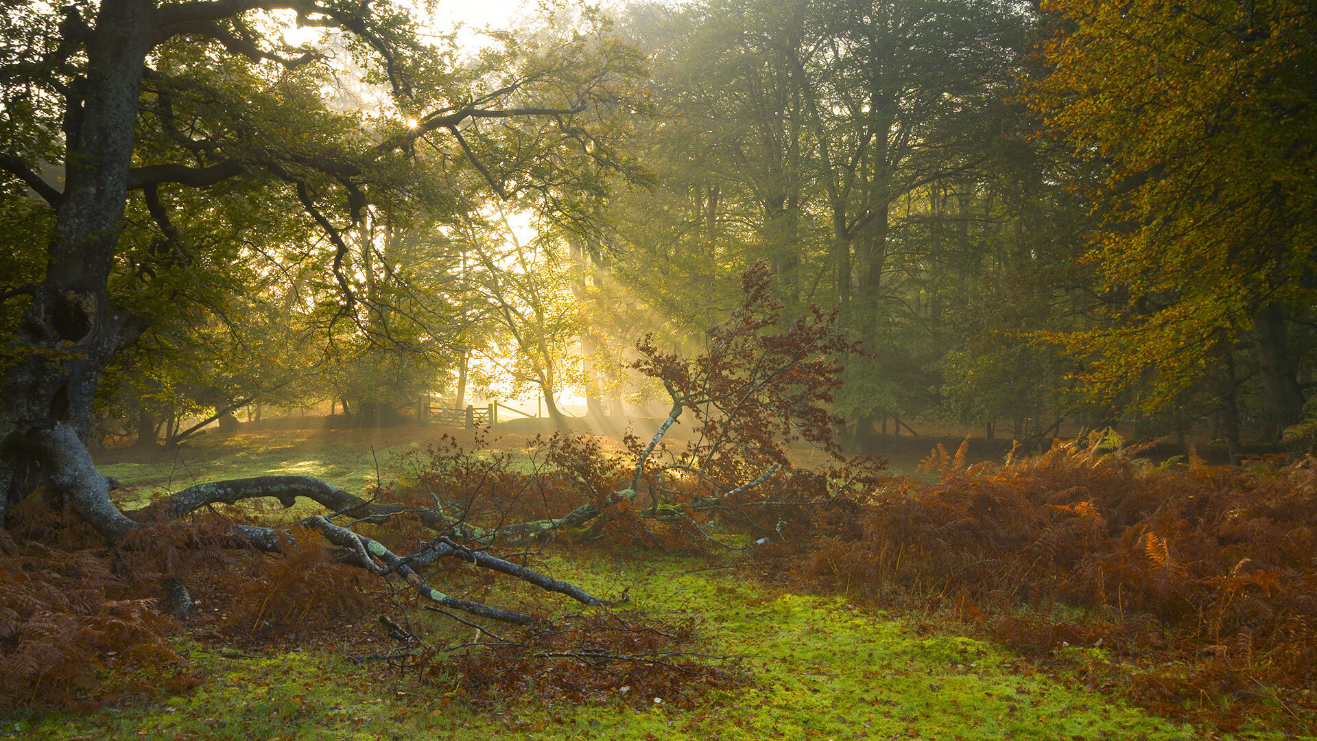 fb体育官网中国-西甲精彩破门：精彩瞬间不断震撼全场！，西甲进球视频